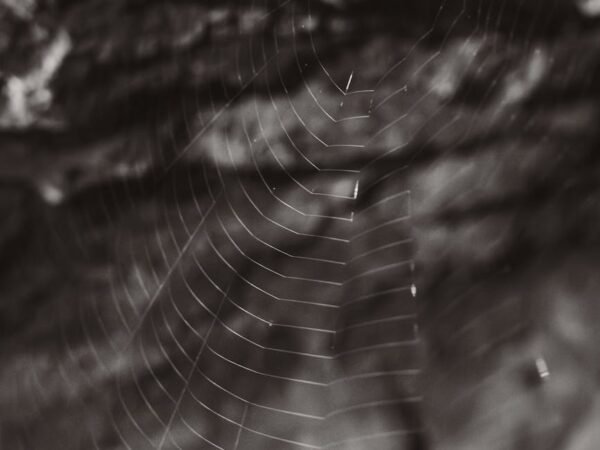 Ankara’da En İyi Web Sitesi Yapan Firmalar İşletmenizi Dijital Dünyada Parlatın!